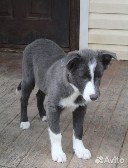 Бордер колли