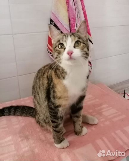 Кошка