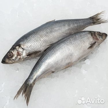Сельдь свежемороженная