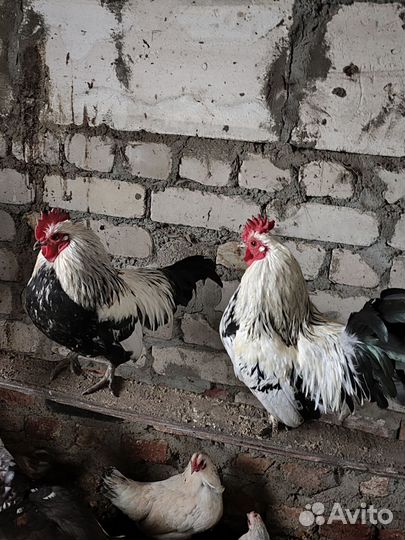Петушки декоративные