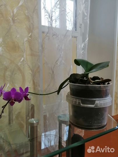 Орхидея фаленопсис