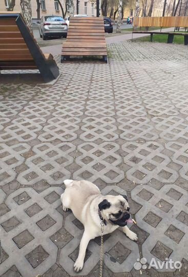 Вязка мопс