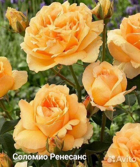 Саженцы роз