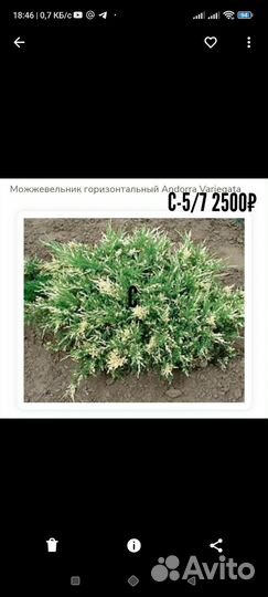 Хвойные растения