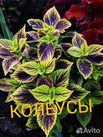Колеусы вегетативные