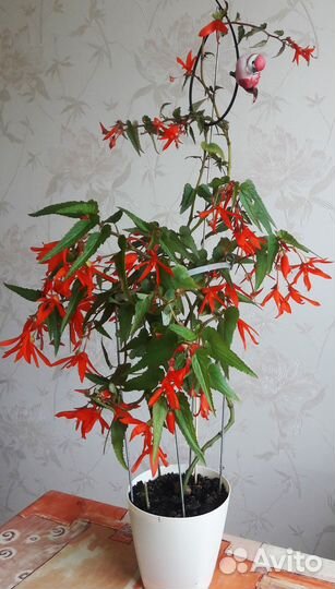 Бегония боливийская