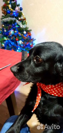 Русский спаниель