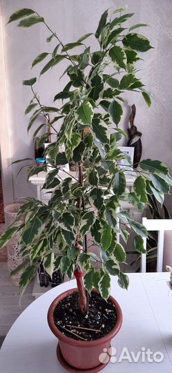 Фикус бенджамина