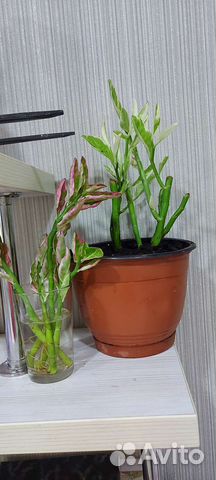 Цветы комнатные