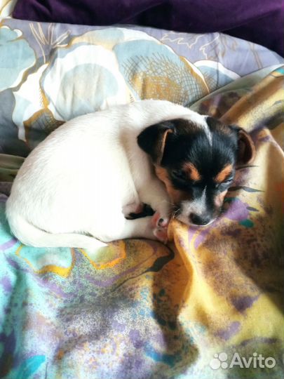 Джек Рассел терьер мини