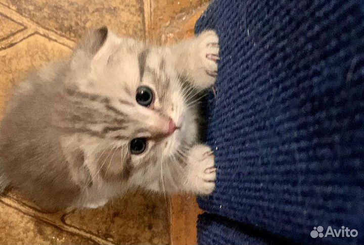 Шотландский кот на вязку