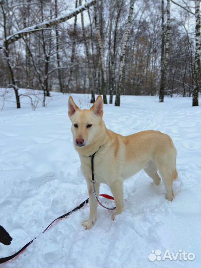 Молодая собака пропадает в приюте