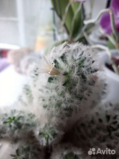 Кактус маммилярия