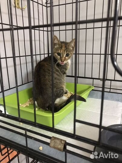 Котенок очень ищет дом