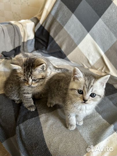 Британские котята