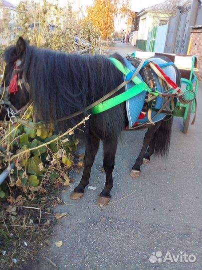 Жеребец пони обмен