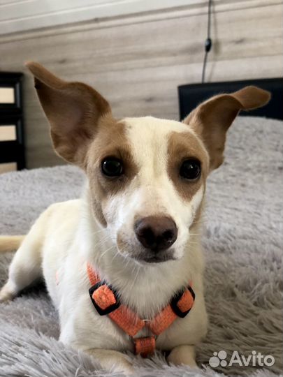 Маленькая собачка в дар