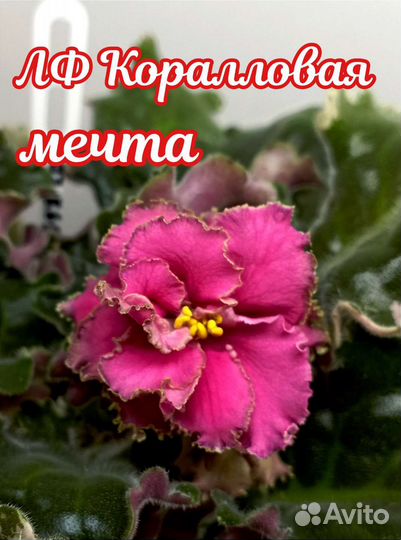 Стартеры и детки сортовые фиалки