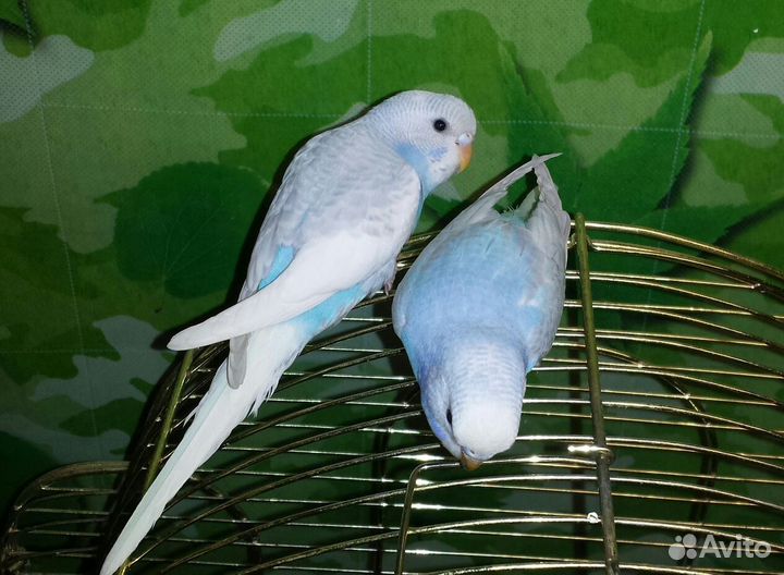 Волнистый попугай мальчик ищет подругу