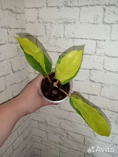 Филодендроны