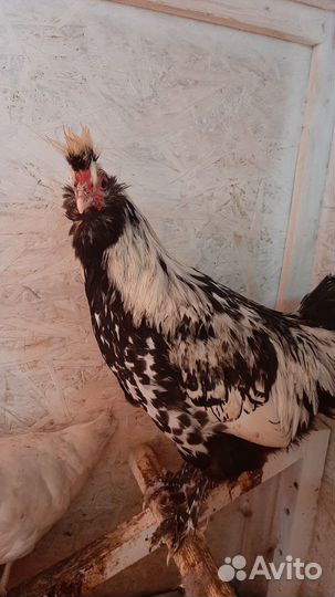 Продаю породистых петухов