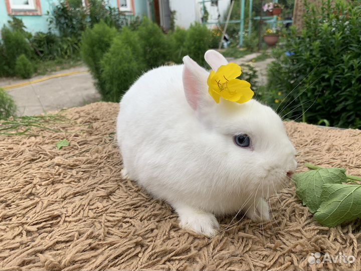 Кролик гермелин