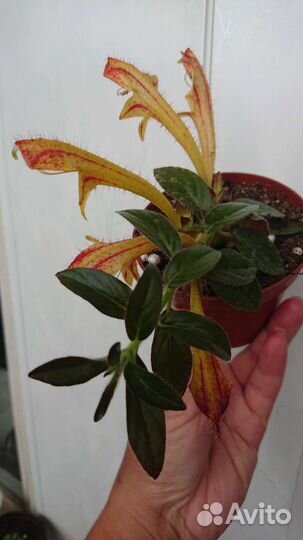 Гипоцирты, Колумнеи, Эсхинантусы