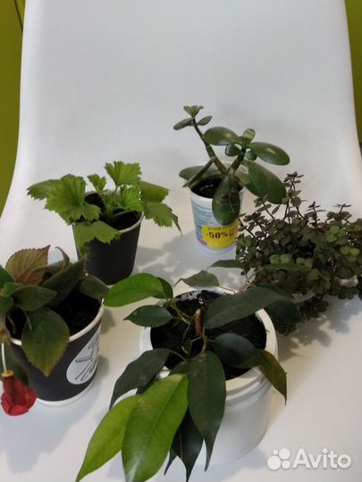 Комнатные растения