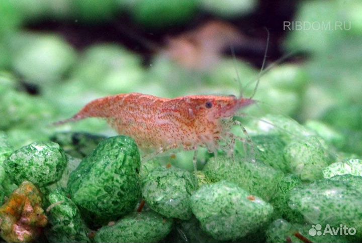 Креветки неокаридины аквариумные