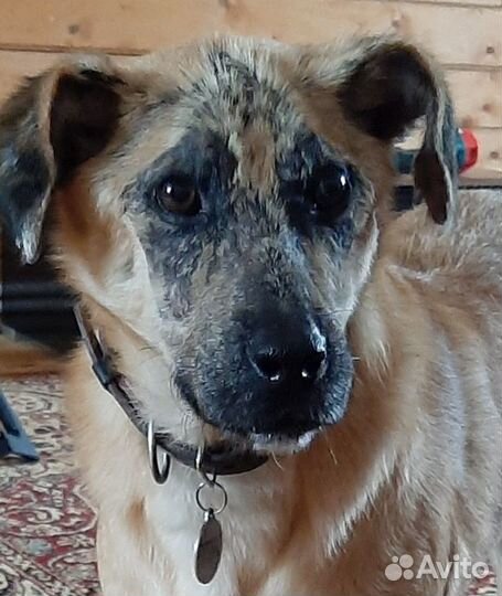 Особенная собака ищем своего Человека