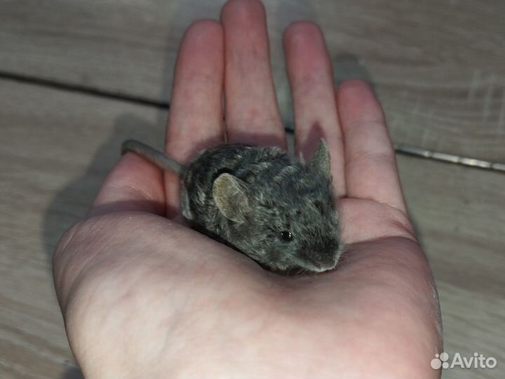 Кучерявые мыши