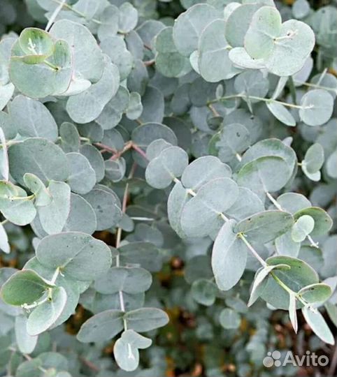 Эвкалипт серебристый саженцы