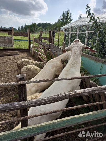 Нубийские козы