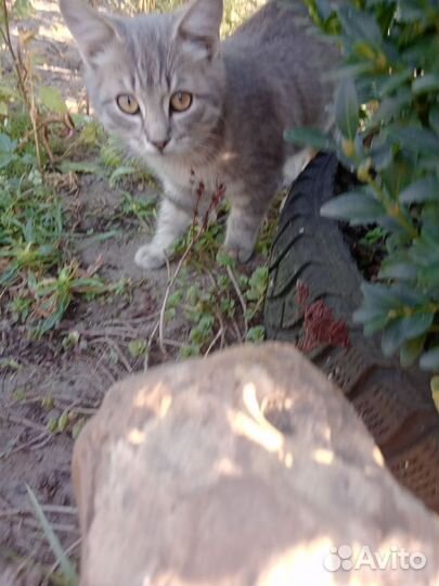 Шотландская