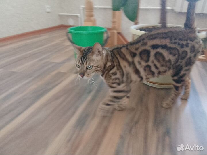 Бенгальская кошка