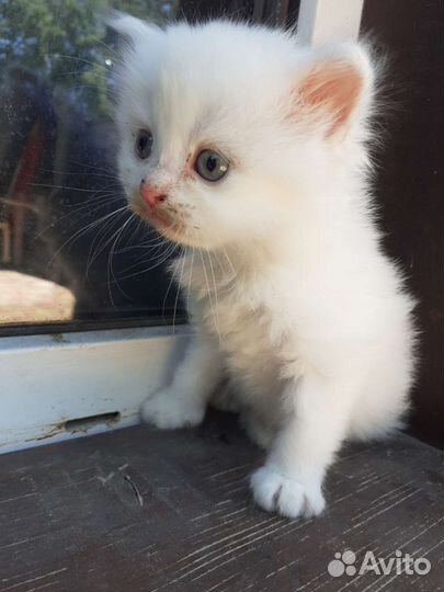 Котята скотиш фолд