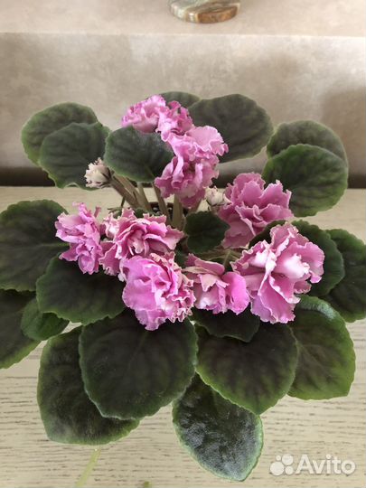 Фиалка цветущая