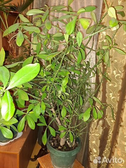 Синадениум (молочай) Гранта. Дерево любви