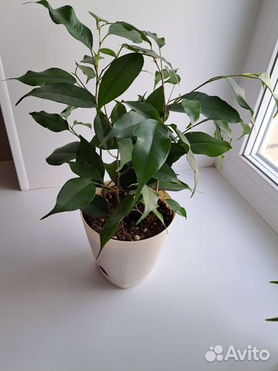 Фикусы разных сортов