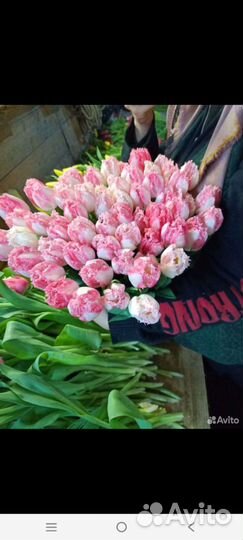 Тюльпаны и Мимоза к 8 марта оптом и розницу