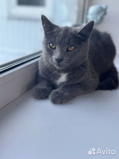 Котенок мальчик серый