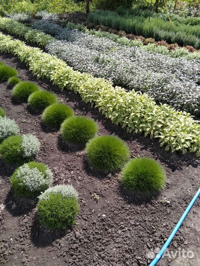 Декоративные растения для сада