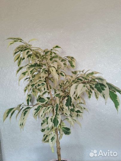 Фикус бенджамина