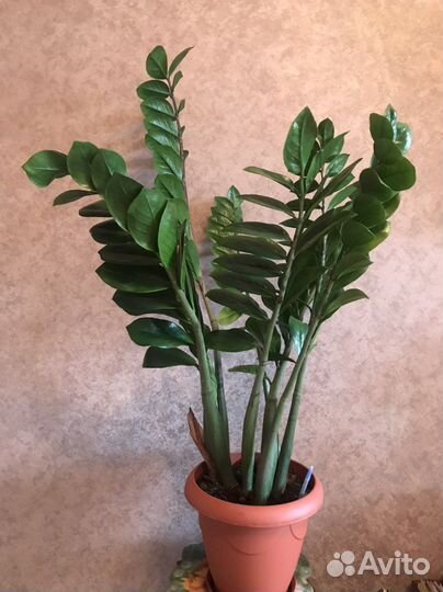 Замиокулькас