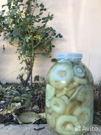 Грибы грузди белые, рыжики, маслята соленые