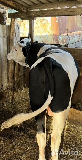 Быки на мясо