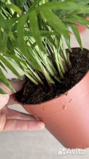 Пальма Хамедорея 45 см, комнатное растение
