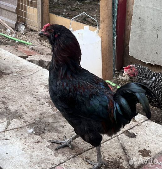 Молодые петушки