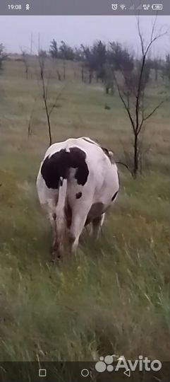 Коровы яловые на мясо
