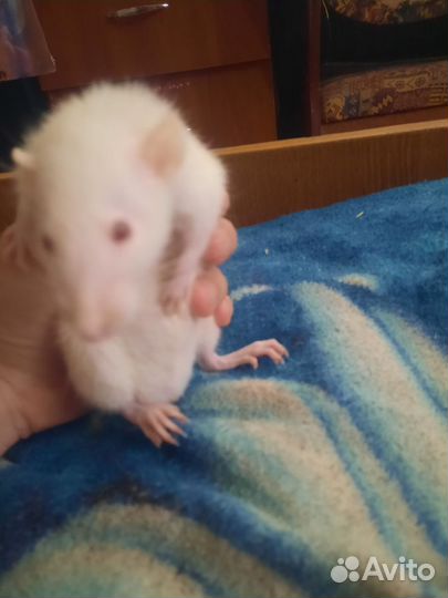 Белая декоративная крыса самец с клеткой